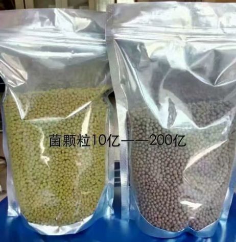 點擊查看詳細信息<br>標題:枯草芽孢桿菌菌劑顆粒 閱讀次數(shù):4145